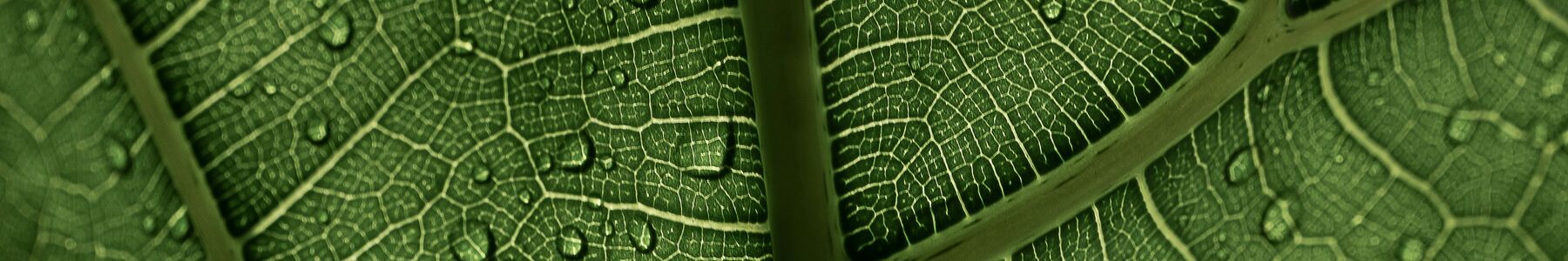 Image of a leaf with water droplets